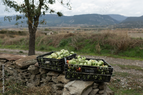 Tomatoes photo