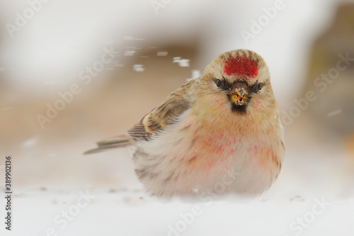 Arctic redpoll. Bird on snow in winter. Acanthis hornemanni photo