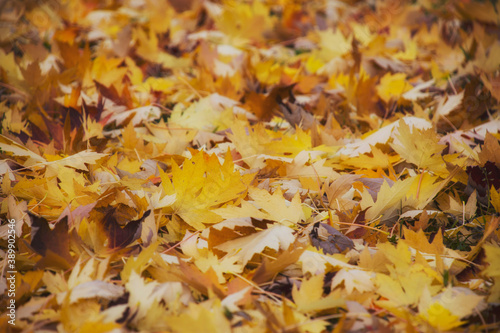 background of yellow autumn leaves with bokeh