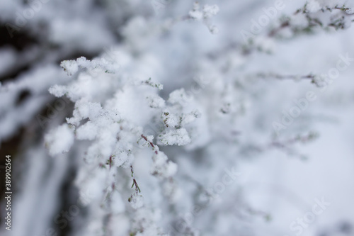 Close up image of branches covered in fresh snow near Ceres in the Western Cape of South Africa © Dewald