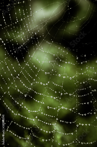 spider web with dew drops © Jag