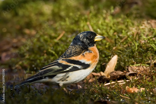 Brambling. Bird in spring. Fringilla montifringilla. © YaD