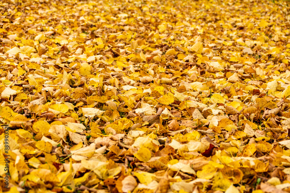 Red and orange autumn leave background. Outdoor. Colourful background image of fallen autumn leaves perfect for seasonal use. Copy Space for text.