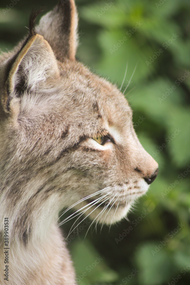 Der eruasische Luchs, auch Nordluchs (Lynx Lynx) Der eruasische Luchs, auch Nordluchs (Lynx Lynx)