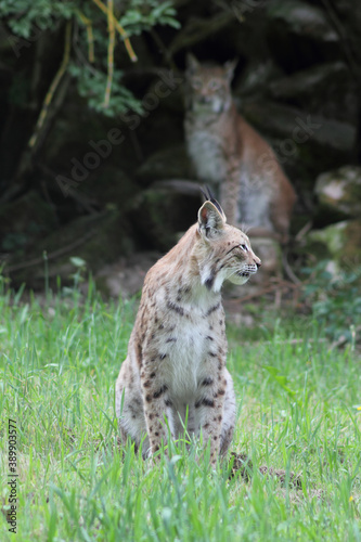 Der eruasische Luchs, auch Nordluchs (Lynx Lynx) © Nicolette Wollentin