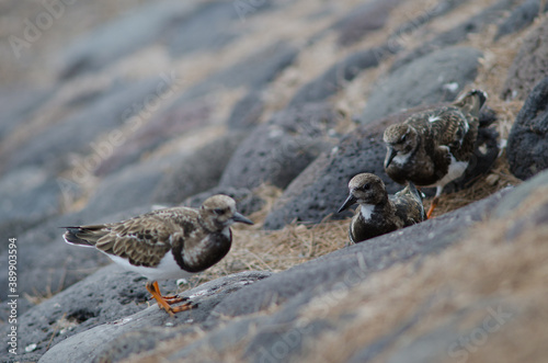 Ruddy turnstone Arenaria interpres in Arinaga. Aguimes. Gran Canaria. Canary Islands. Spain. © Víctor