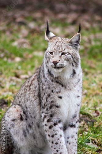 Der eruasische Luchs, auch Nordluchs (Lynx Lynx) © Nicolette Wollentin
