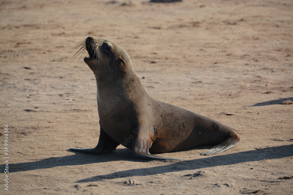 Naklejka premium Namibia