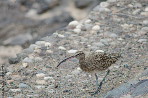 Eurasian whimbrel Numenius phaeopus in Arinaga. Aguimes. Gran Canaria. Canary Islands. Spain. photo