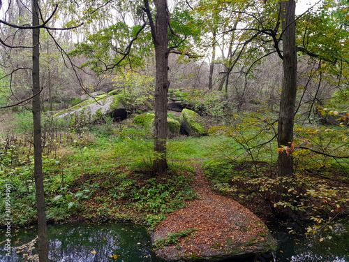 autumn forest with rocks and yellow leaves trees