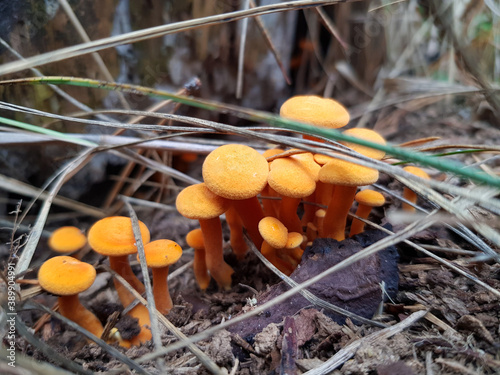 funny orange mushrooms in the forest