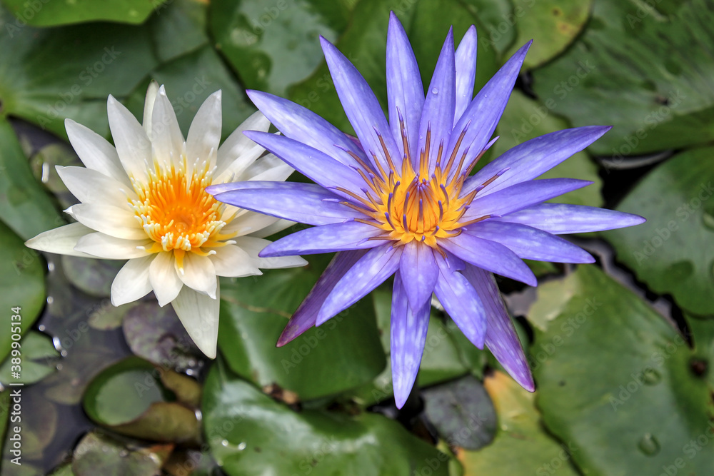 Purple and creamy white lilies in the pond Purple and creamy white lilies in the pond