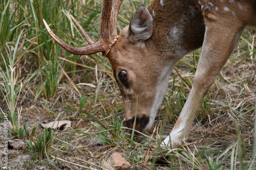 Fototapeta Naklejka Na Ścianę i Meble -  Panna National Park, Khajuraho, Waranasi
