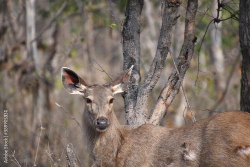 Fototapeta Naklejka Na Ścianę i Meble -  Panna National Park, Khajuraho, Waranasi