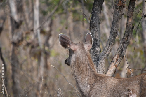 Fototapeta Naklejka Na Ścianę i Meble -  Panna National Park, Khajuraho, Waranasi