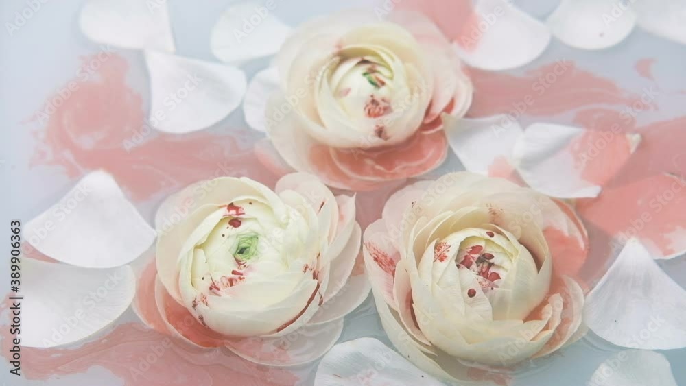 White petaled ranunculus flowers float slowly in the water. Slow motion. Drops of red paint slowly fall on the flowers. White petaled ranunculus flowers float slowly in the water. Slow motion. Drops of red paint slowly fall on the flowers.
