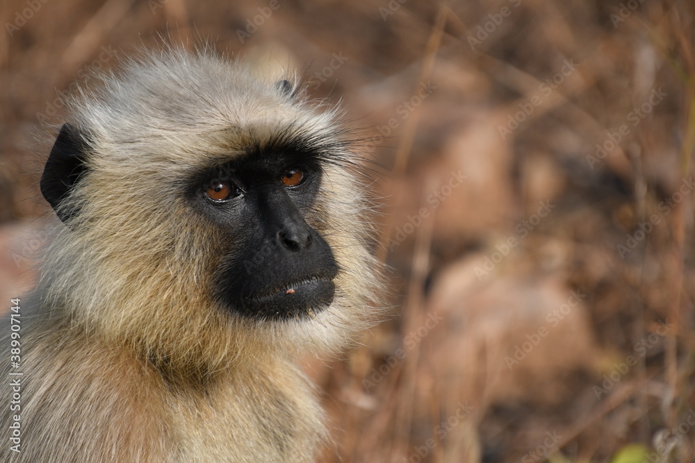 Obraz premium Panna National Park