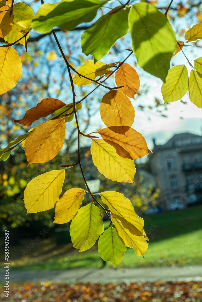 Obraz premium background of leaves in indian summer colors
