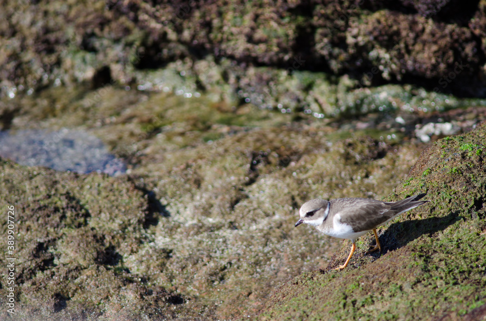 Common ringed plover Charadrius hiaticula in Arinaga. Aguimes. Gran Canaria. Canary Islands. Spain. Common ringed plover Charadrius hiaticula in Arinaga. Aguimes. Gran Canaria. Canary Islands. Spain.