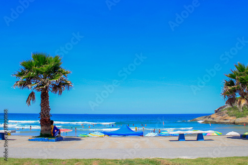 trees on the beach of São Francisco do Sul, Brasil photo