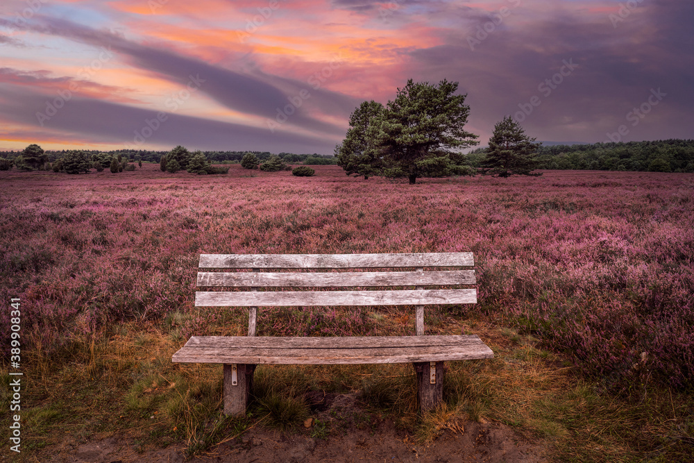awesome landscape eith awesome sunset over Luneburg heather Lower Saxonia, Germany