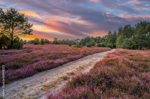 awesome landscape eith awesome sunset over Luneburg heather Lower Saxonia, Germany