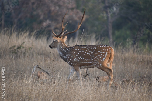 Fototapeta Naklejka Na Ścianę i Meble -  Panna National Park