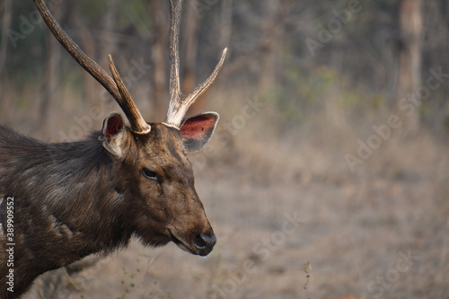 Panna National Park