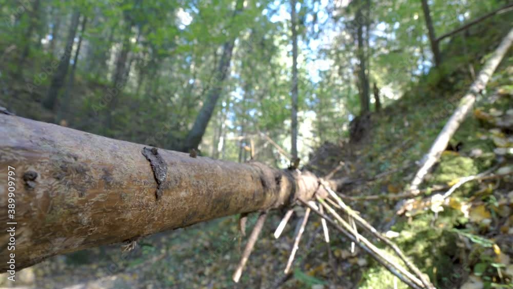 The small trunk of the cut tree in the forest found on the hill The small trunk of the cut tree in the forest found on the hill