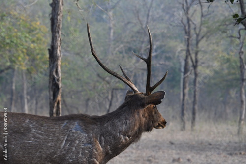Fototapeta Naklejka Na Ścianę i Meble -  Panna National Park