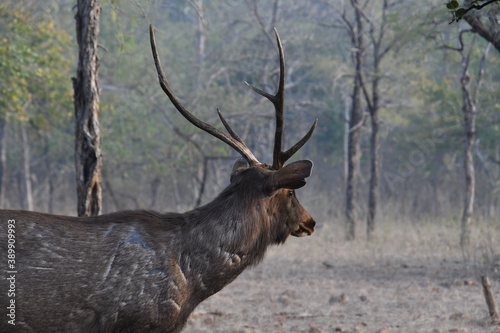 Fototapeta Naklejka Na Ścianę i Meble -  Panna National Park
