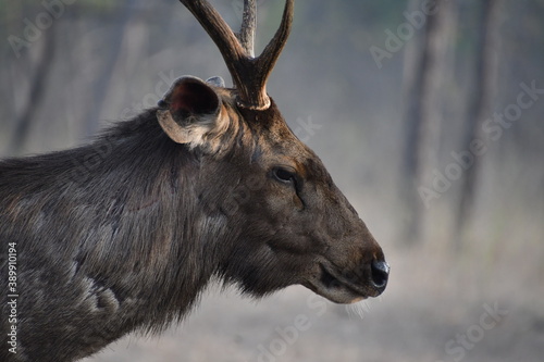 Fototapeta Naklejka Na Ścianę i Meble -  Panna National Park