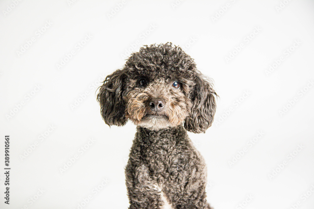 Dog Dog