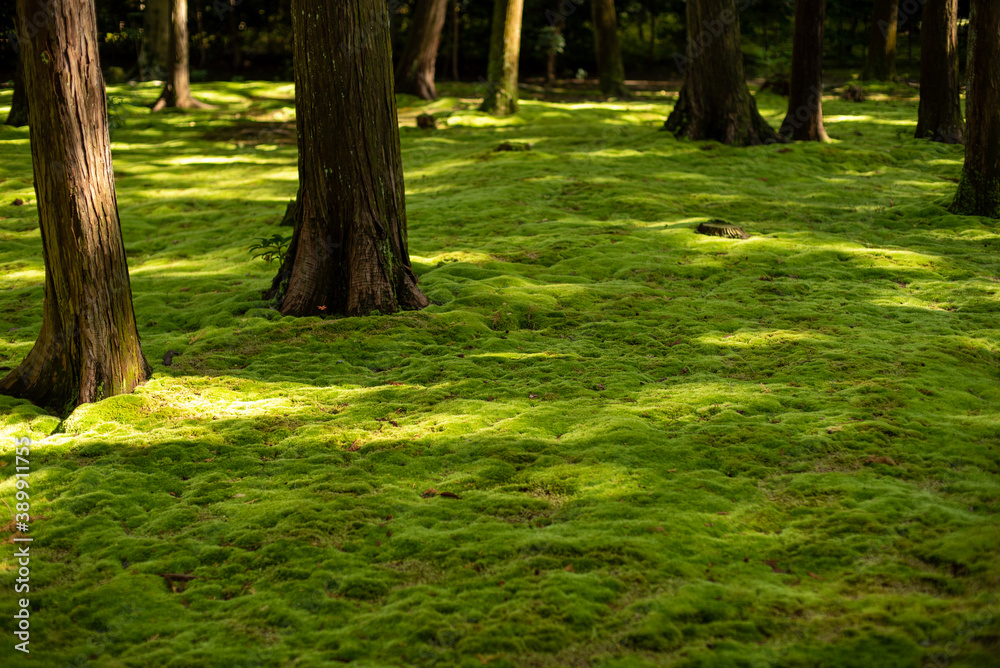 Obraz premium trees in the forest