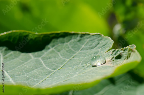Dewdrop on the surface of a leaf. Montana Alta. Guia. Gran Canaria. Canary Islands. Spain.
