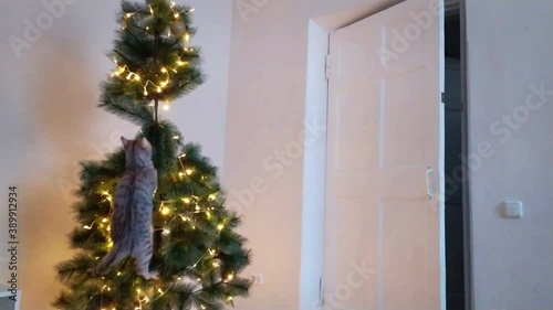 Cat at dropped the christmas tree