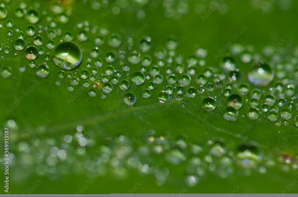 Dewdrops on the surface of a leaf. Guia. Gran Canaria. Canary Islands. Spain.