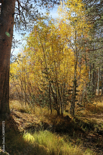 Golden leaves on birch trees in the Autumn season