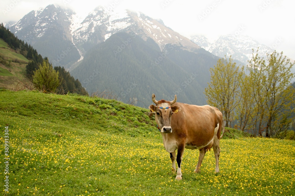 Beautiful brown cows in natural environment. Green grass and yellow flowers. Mountains covered by forests and snow. Karadeniz, Blacksea, Turkey, Rize, Trabzon, Artvin, Ayder, Yayla, Plateau.