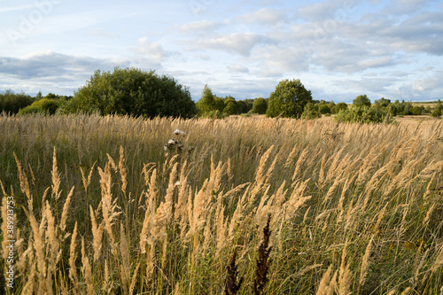 Ears of meadow grass  and fluffy balls of dry thistles in an autumn meadow overgrown with young trees. Young green trees in the distance  blurred. Beautiful sky with blue clouds. Autumn Sunny evening.