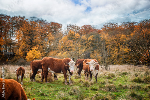 Hereford cattle cows in the fall