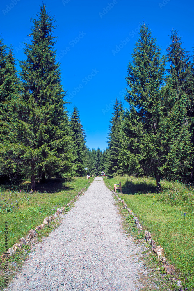 Park alley in green forest
