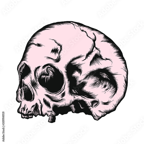 The human skull isolated on white background. Vector illustration.