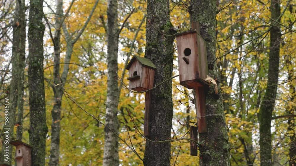 Many wooden handmade birdhouses hanging on trunks of trees growing in autumn park Many wooden handmade birdhouses hanging on trunks of trees growing in autumn park