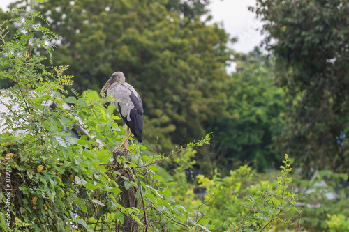 The Egret bird stand up is rest in nature garden at thailand