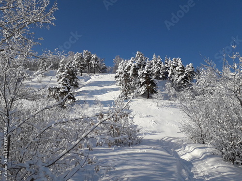 Winter landscape. Coniferous and deciduous trees and shrubs in the snow on the slope of a small mountain illuminated by the sun. Frost on the branches. A path in the snow. Blue sky.