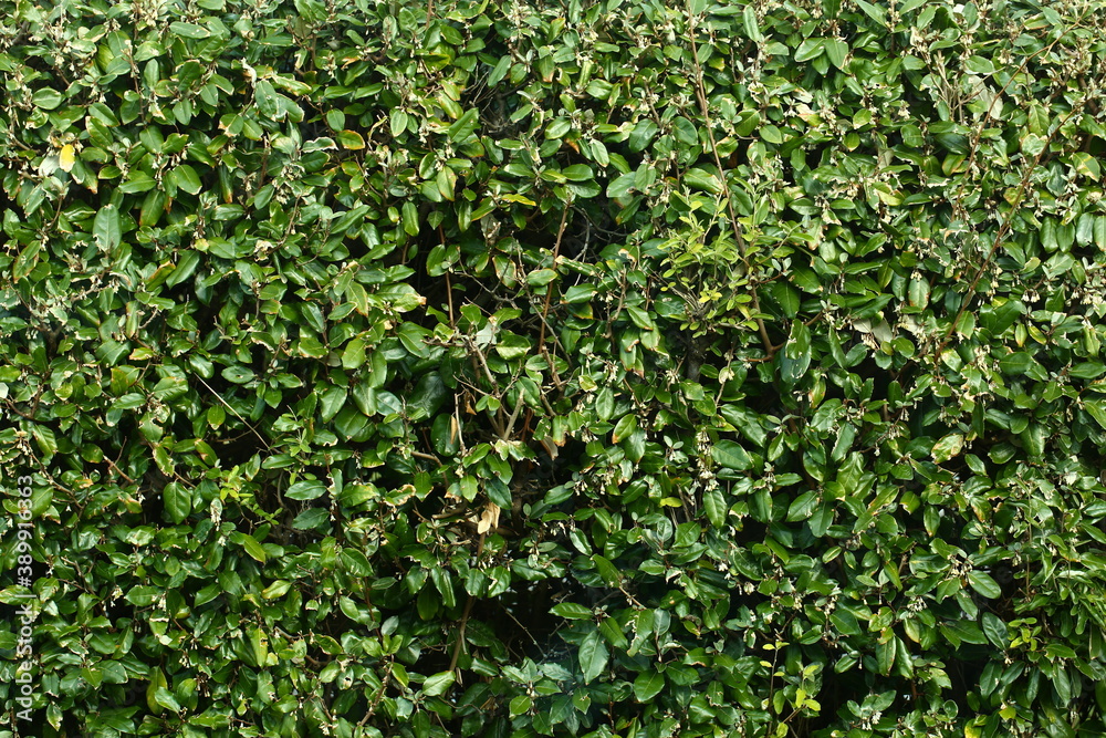 grüne Hecke grüne Hecke