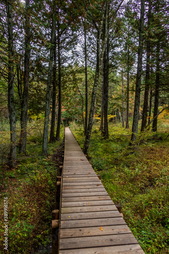 森の中の木道 Boardwalk in a quiet forest