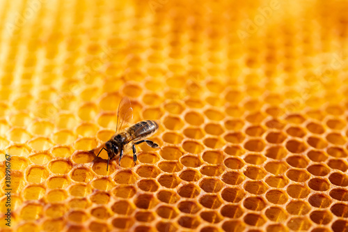 View of worker bees on the honeycomb close-up. Copy space © Кирилл Горшков