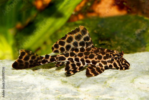 Leopard Sailfin Pleco Aquarium fish Pterygoplichthys gibbiceps 